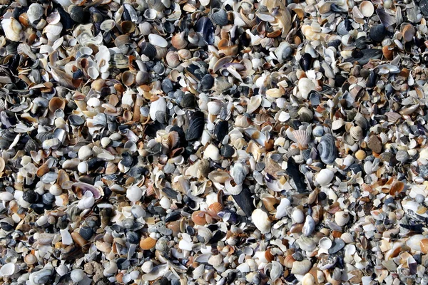 Cockleshells — Stok fotoğraf