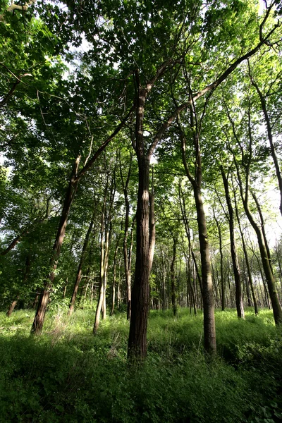 Floresta — Fotografia de Stock