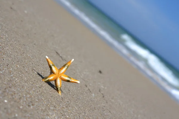 Zeesterren — Stockfoto