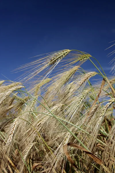 Terras agrícolas — Fotografia de Stock