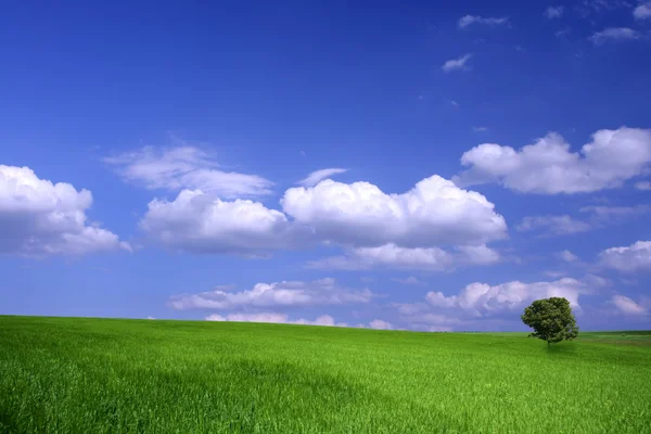 Terreni agricoli — Foto Stock