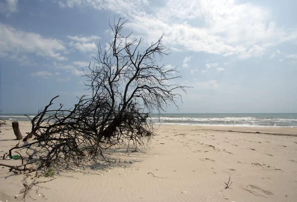 Acacia Ordförande — Stockfoto