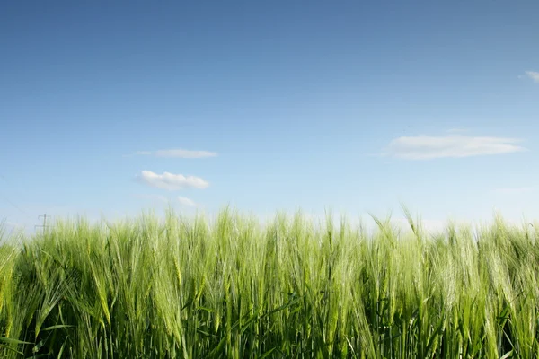 Grass — Stock Photo, Image