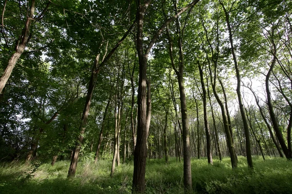 Skog — Stockfoto