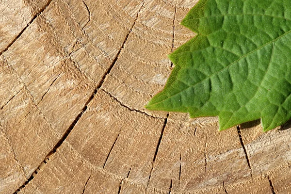 Tree — Stock Photo, Image