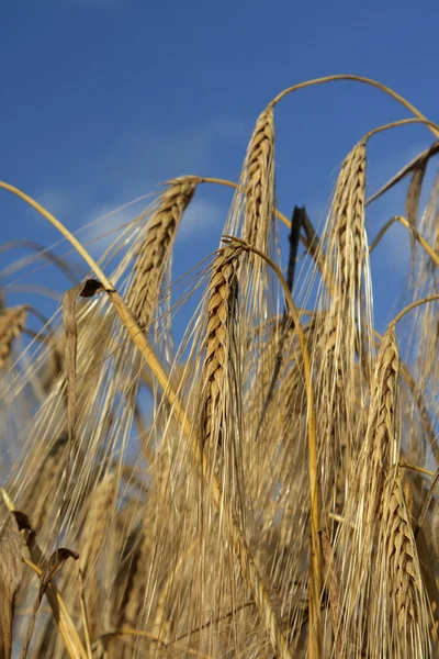 Campo — Fotografia de Stock