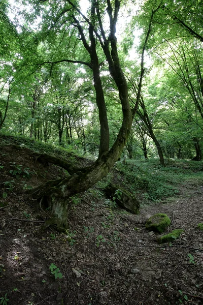 Wald — Stockfoto