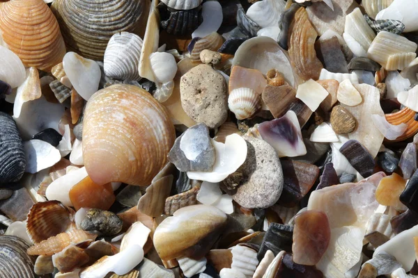 Cockleshells — Stok fotoğraf