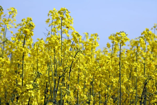 Canola — Fotografia de Stock