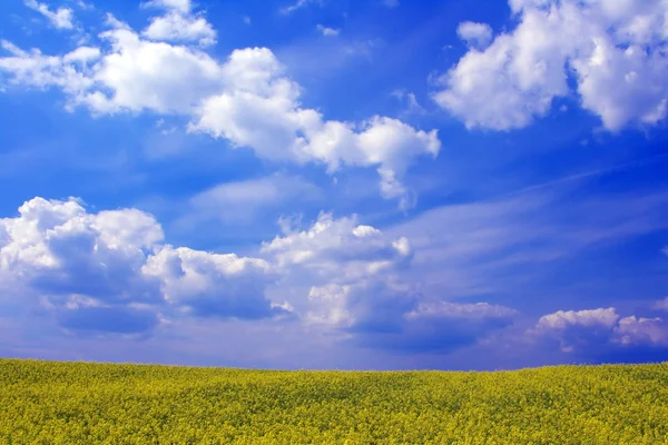 Canola — Stock Photo, Image