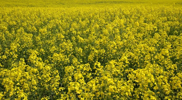 Canola — Stock Photo, Image