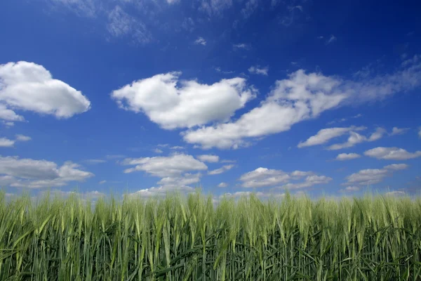 Grass — Stock Photo, Image