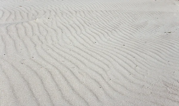 Sandy. — Foto de Stock