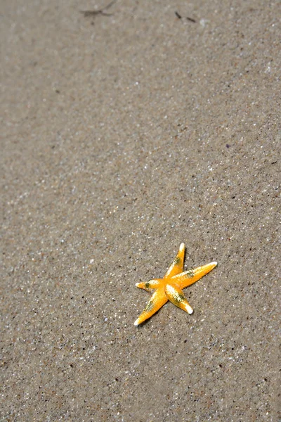 Zeesterren — Stockfoto