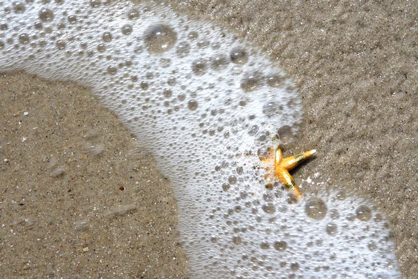 Zeesterren — Stockfoto