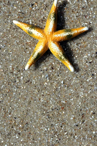 Stelle marine — Foto Stock