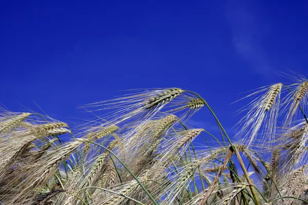 Campo — Fotografia de Stock