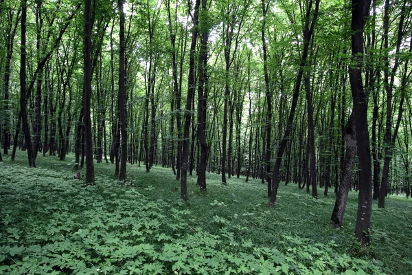 Floresta — Fotografia de Stock