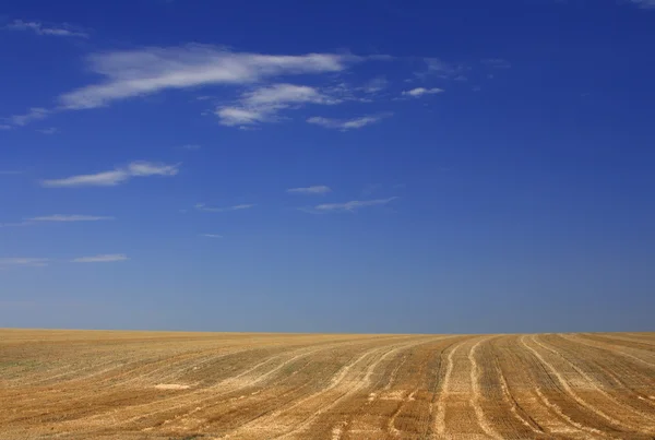 Field — Stock Photo, Image