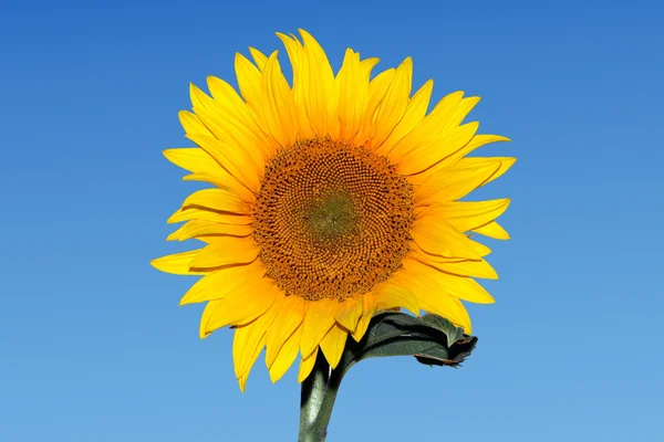 Sunflower — Stock Photo, Image