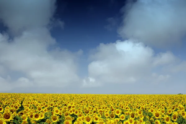 Girasol — Foto de Stock