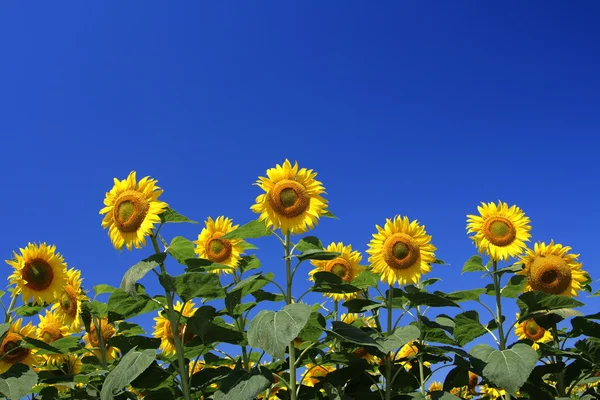 Sunflower — Stock Photo, Image