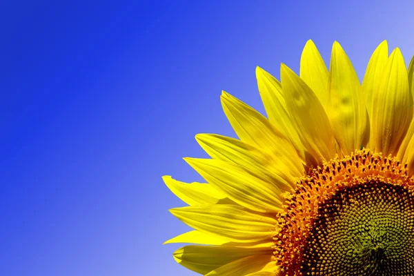 Sunflower — Stock Photo, Image