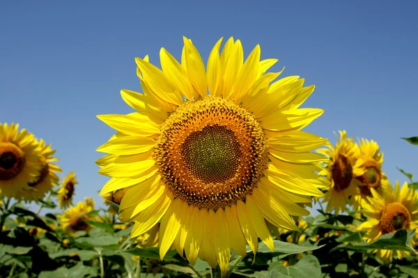 Sunflower — Stock Photo, Image