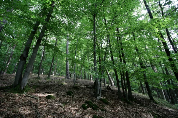 Skog — Stockfoto