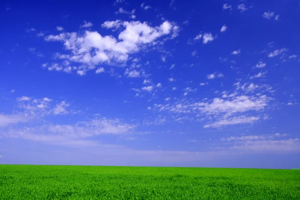 Grass — Stock Photo, Image