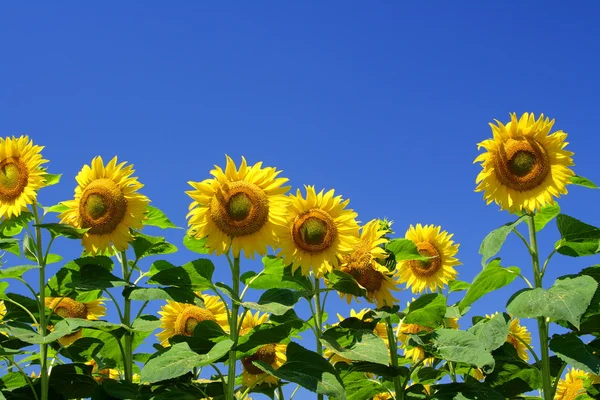 Sunflower — Stock Photo, Image