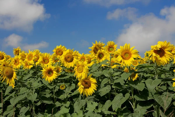 Sunflower — Stock Photo, Image