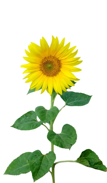 Sunflower — Stock Photo, Image