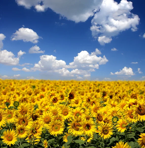 Girasol — Foto de Stock