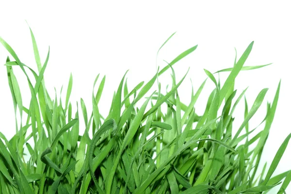 Gras — Stockfoto