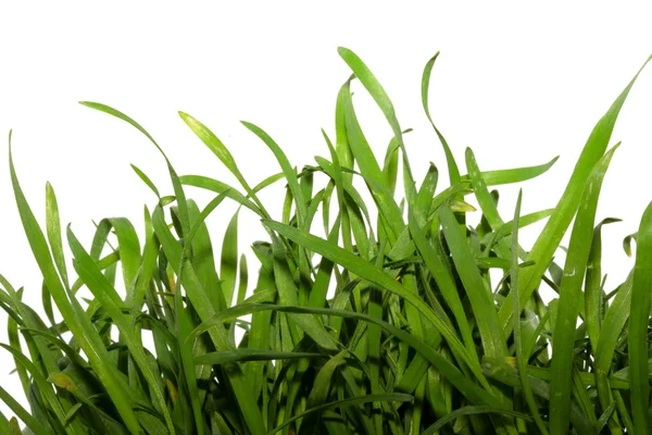 Grass — Stock Photo, Image