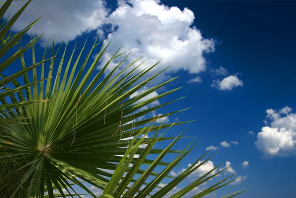 Palm — Stockfoto