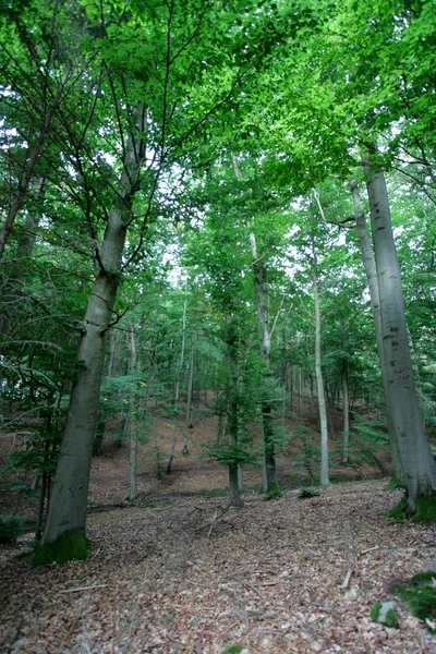 Bosque —  Fotos de Stock