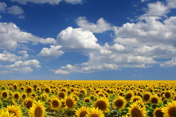 Girasoles — Foto de Stock