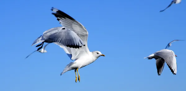 Gaivotas — Fotografia de Stock