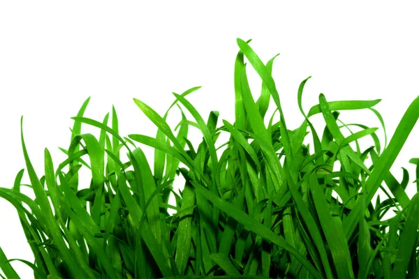 Gras — Stockfoto