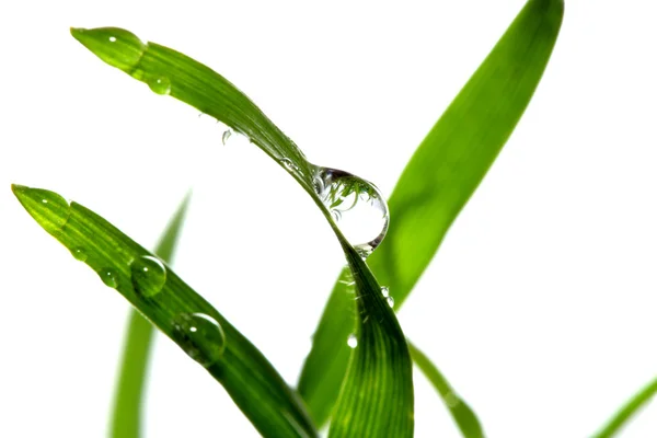 Grass — Stock Photo, Image