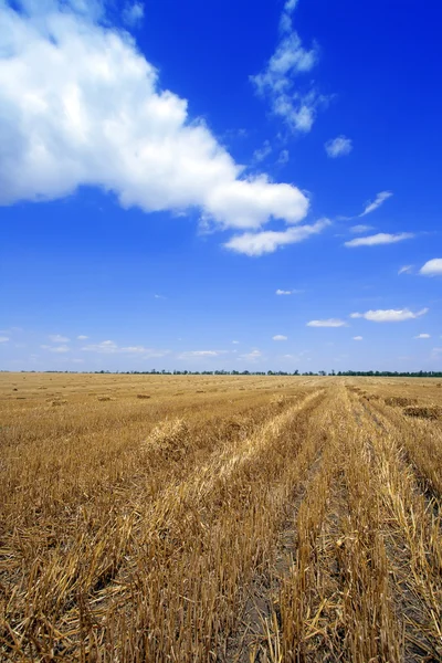 Field — Stock Photo, Image