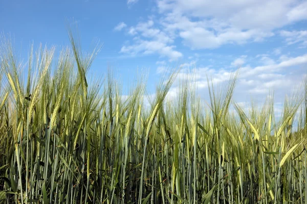 Farmlands — Stock Photo, Image