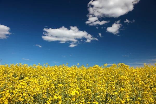 Canola — Stock Photo, Image