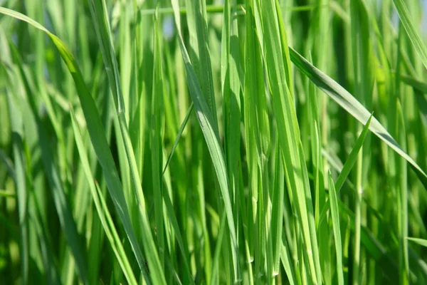 Groen gras — Stockfoto