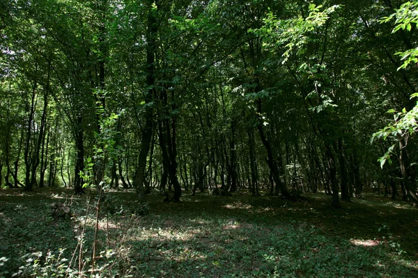 Skog — Stockfoto