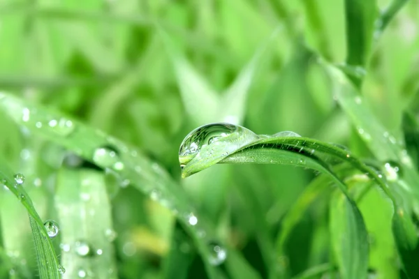 Grass — Stock Photo, Image