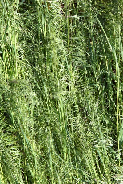 Gras — Stockfoto