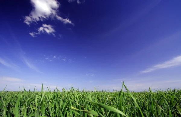 Terreni agricoli — Foto Stock